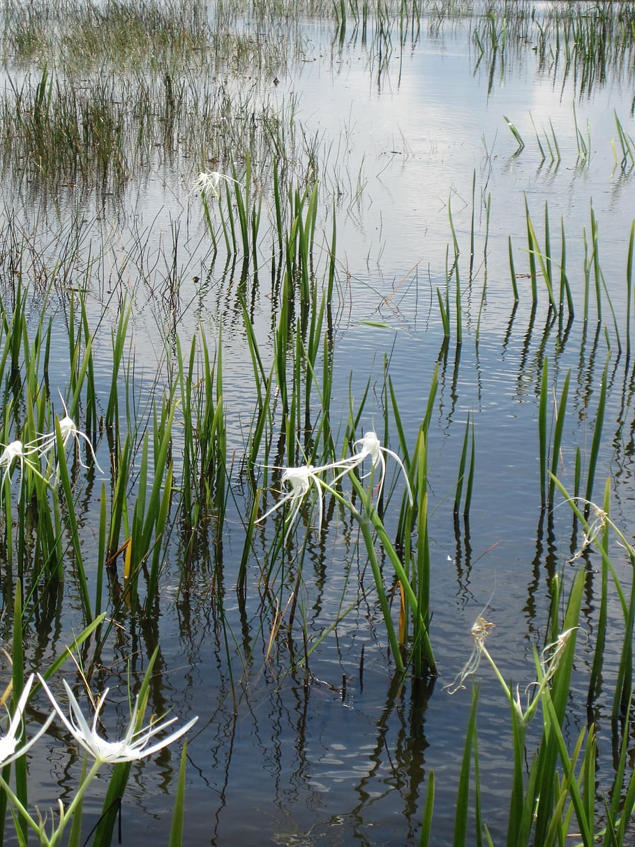 aquatic plant, lake, pond, blossom, bloom, bank, reed, teichplanze, HD wallpaper