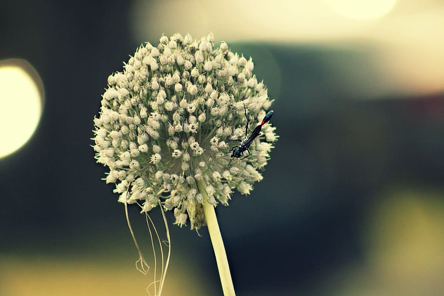 flower, nature, bug, outside, insect, close-up, plant, summer HD wallpaper