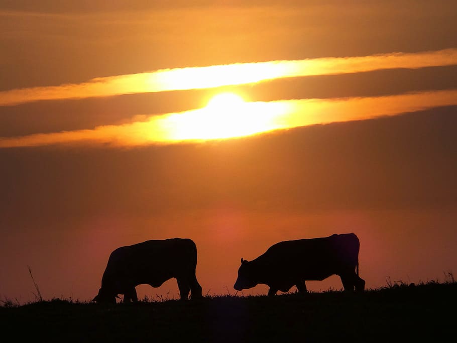 bois, cattle, sol, clouds, dawn, animal, animal themes, mammal HD wallpaper