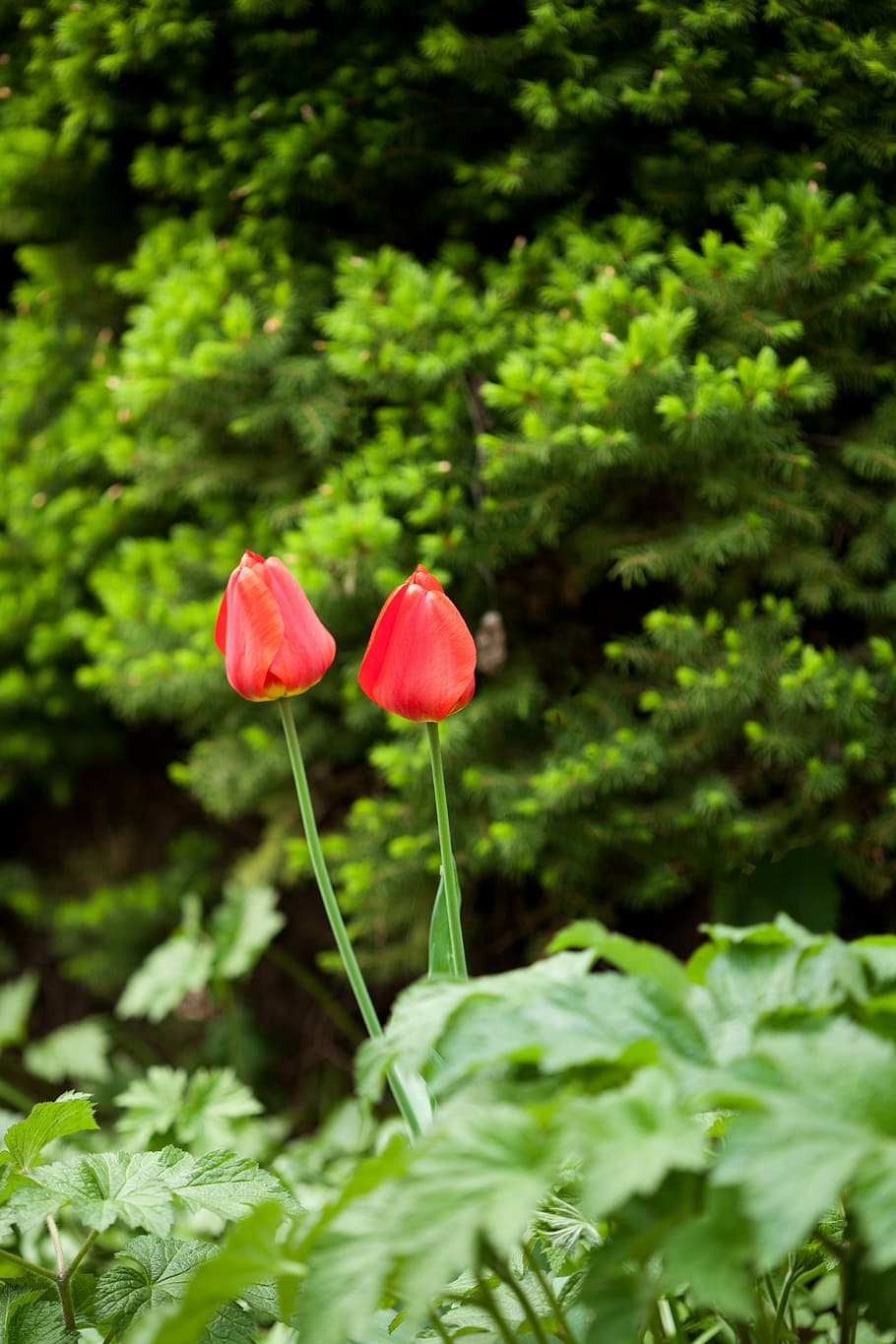 Bloom, Blooming, Blossom, Color, two, flora, flower, fresh HD wallpaper