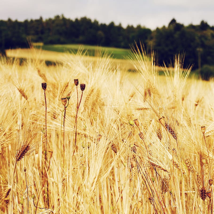 Cornfield, Wheat Field, Cereals, grass, agriculture, grain HD wallpaper