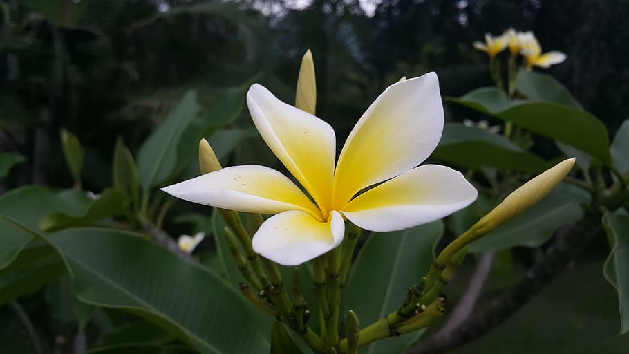 plant, flower, beautiful, flowering plant, petal, vulnerability HD wallpaper