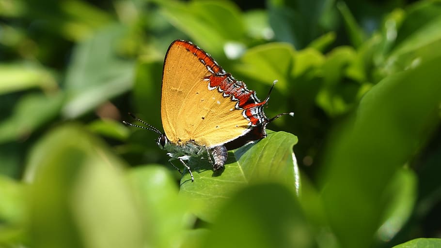 Butterfly, Yellow, butterfly - insect, animals in the wild HD wallpaper