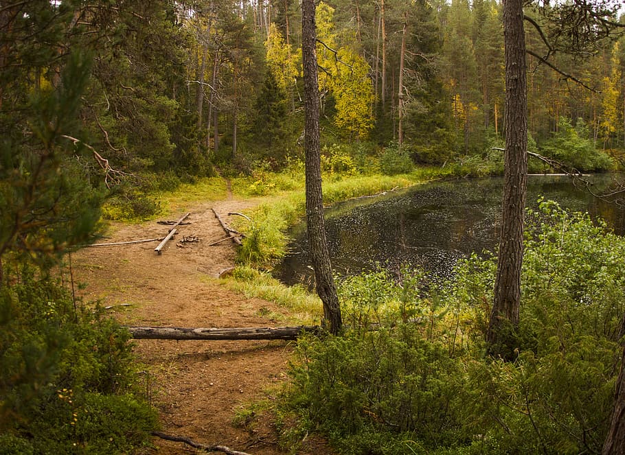 forest, beach, landscape, nature, lake, trees, water, wild wood HD wallpaper