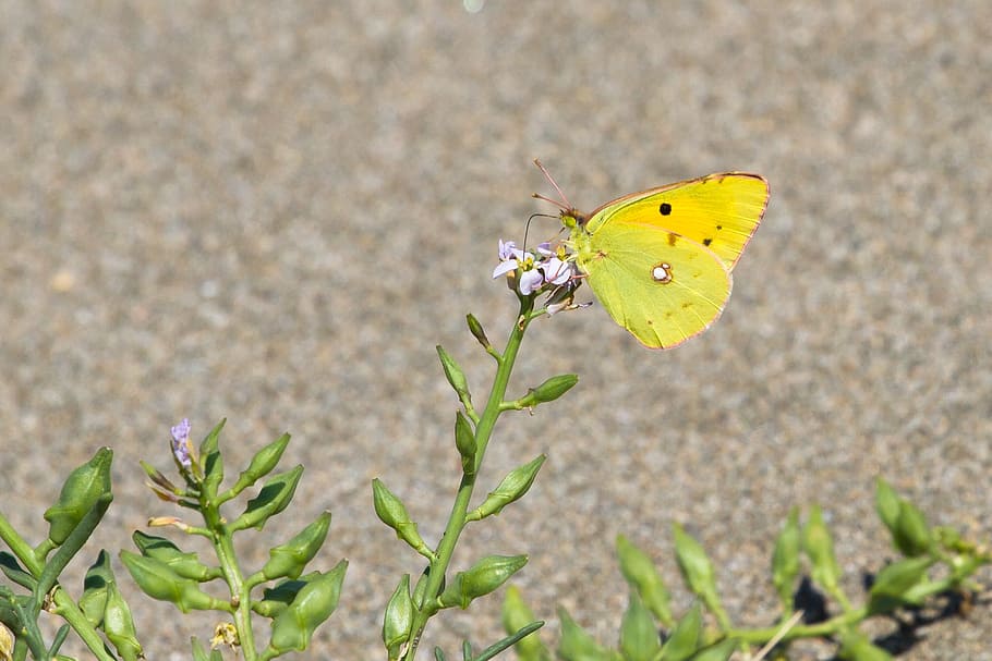 butterfly, summer, close, insect, butterfly - Insect, nature HD wallpaper