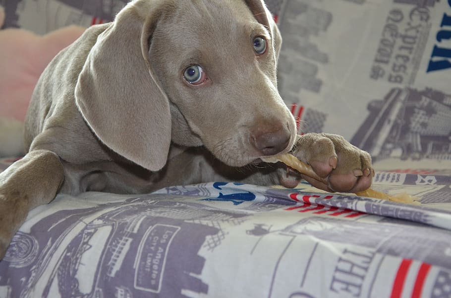 grey Weimarener puppy, dog, weimaraner, muzzle, animal, tenderness HD wallpaper
