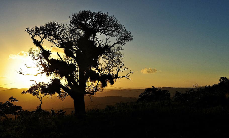 Tree, Sol, Silhouette, sky, sunset, landscape, nature, scenics HD wallpaper