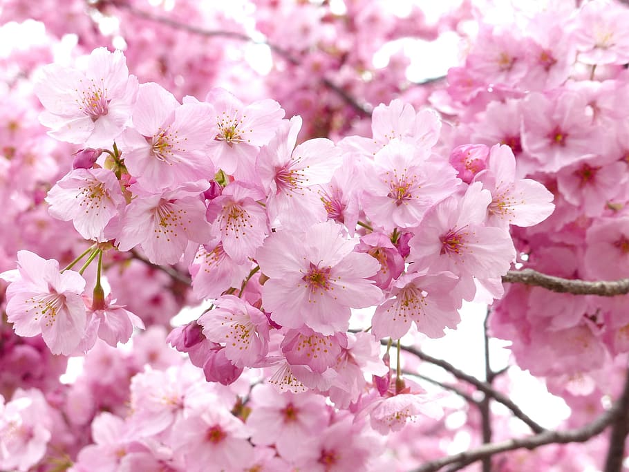 pink flowers, sakura, blossom, sky, spring, cheery blossom, tree, HD wallpaper