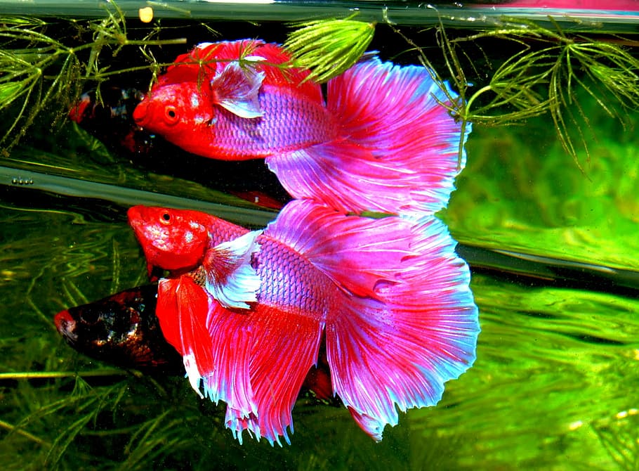 HD wallpaper: pink fishes, betta splendens, siam fighter, tropical,  aquarium