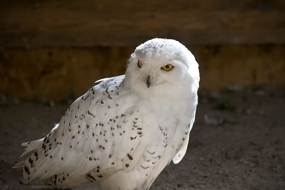 closeup photography of snowy owl, white and black owl closeup photography HD wallpaper