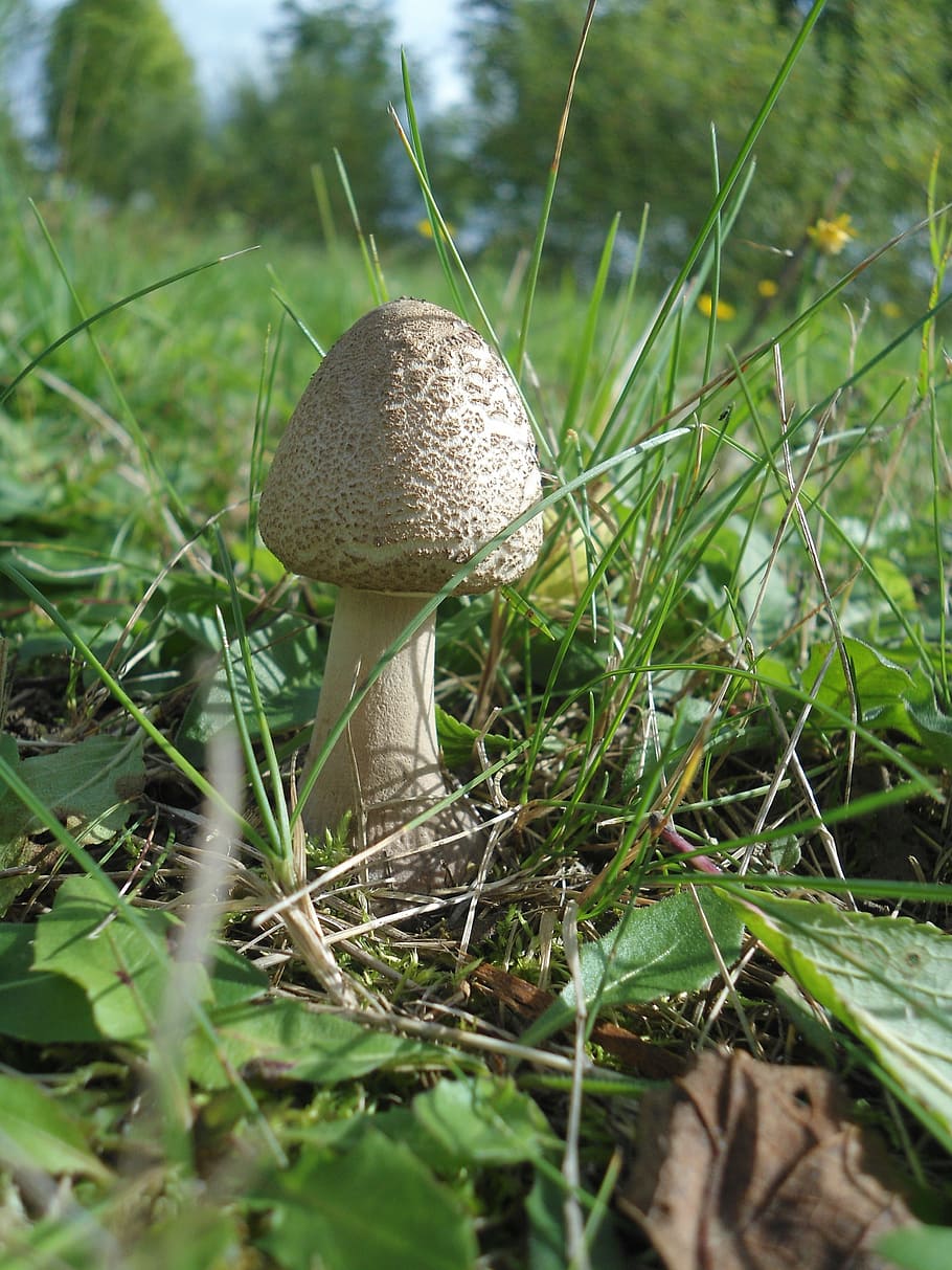 HD wallpaper: fungus, forest, parasol mushroom, vegetable, plant ...