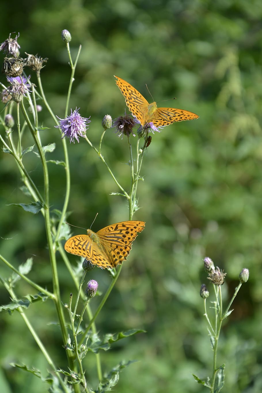 butterfly, flower, spring, nature, plant, bloom, blossom, summer HD wallpaper