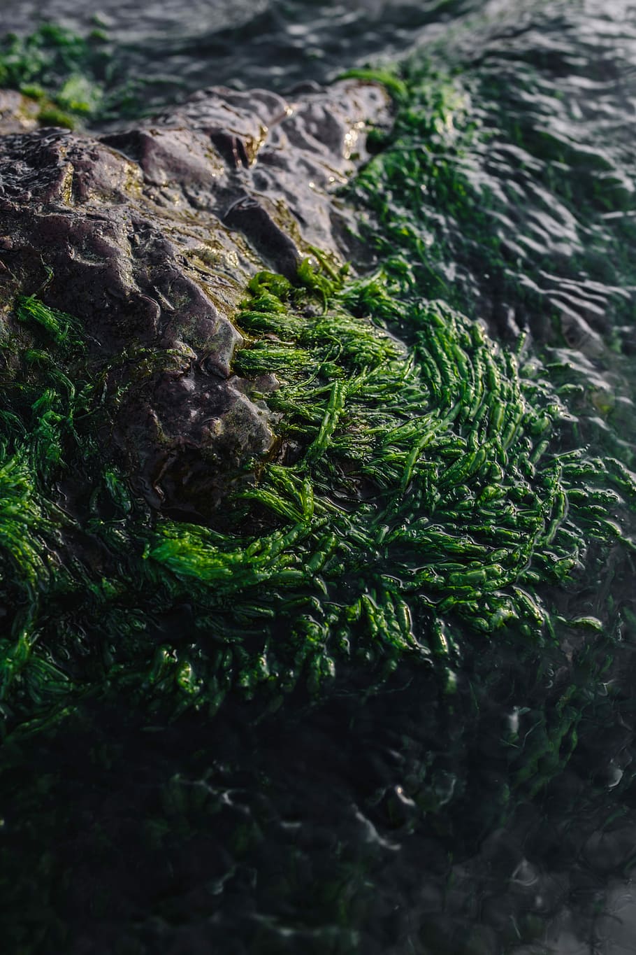 Seaweed covering a rocky beach, ocean, shore, green, nature, rockweed