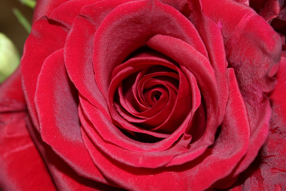 rose, flower, rose bloom, red, plant, flowering plant, beauty in nature HD wallpaper
