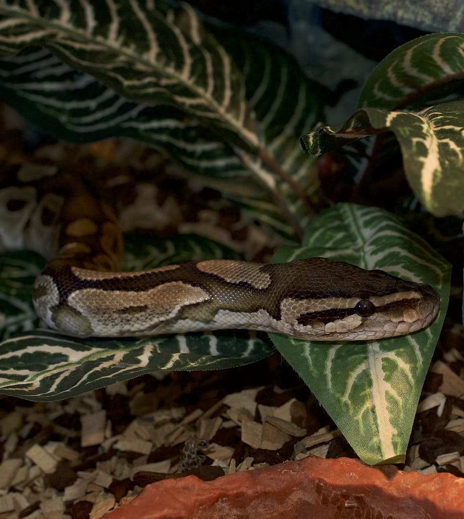 snakehead, python, reptile, animal world, hidden, terrarium HD wallpaper