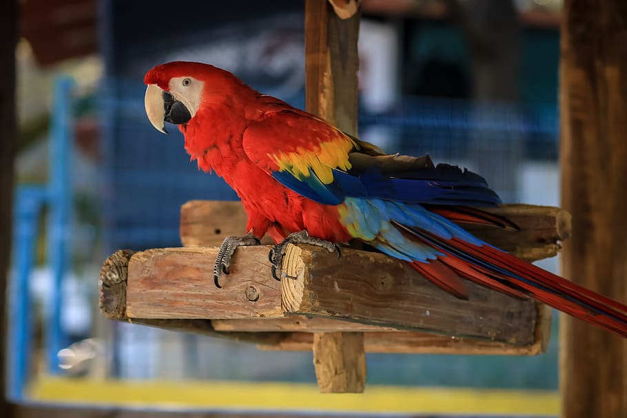 macaw, ave, bird, parrot, animal, tropical bird, exotic bird HD wallpaper
