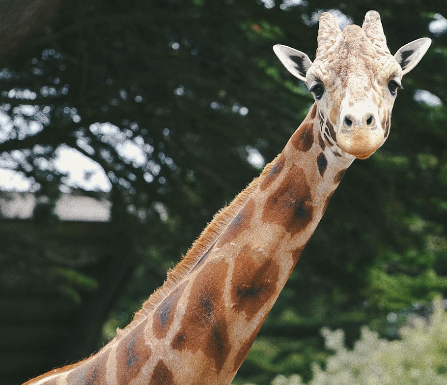 giraffe behind trees, brown camel, white giraffe, neck, animal HD wallpaper