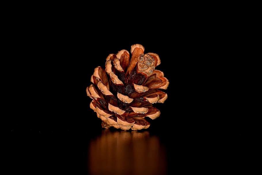 pine cone, tap, seeds, pine cones, studio shot, indoors, black background HD wallpaper
