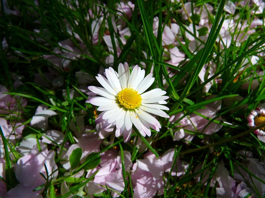 daisy, flower, plant, spring, flowering plant, freshness, petal HD wallpaper