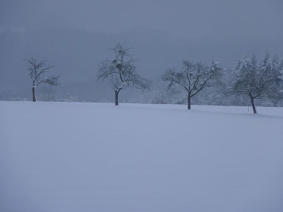 winter, trees, landscape, snow, nature, cold - Temperature HD wallpaper
