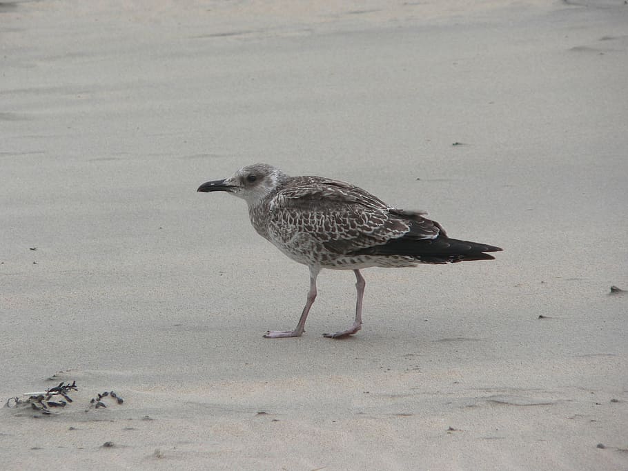 seagull, young bird, seevogel, beach, beach resort, grinding HD wallpaper