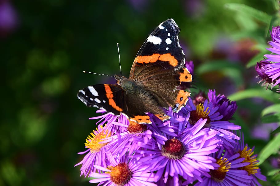 aster, butterfly, blossom, bloom, insect, purple, flower, summer HD wallpaper