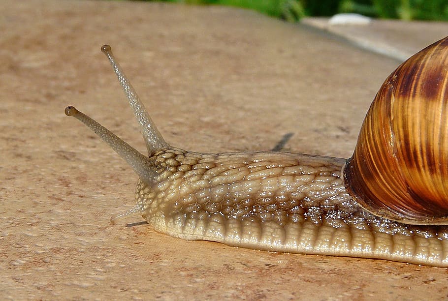 macro shot of brown snail, seashell, antennae, terrace, summer, HD wallpaper