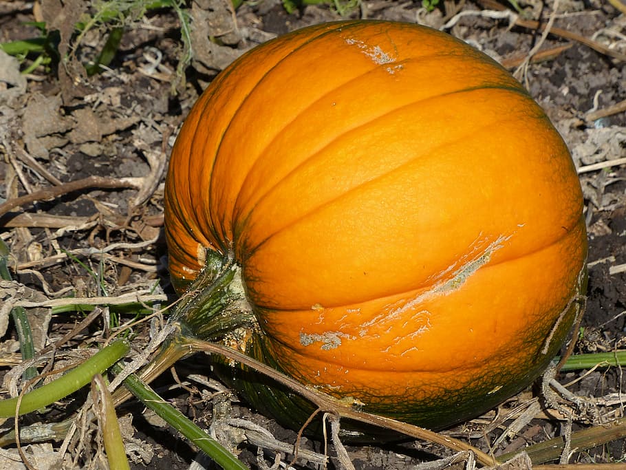 pumpkin, vegetable, orange, food and drink, orange color, healthy eating HD wallpaper