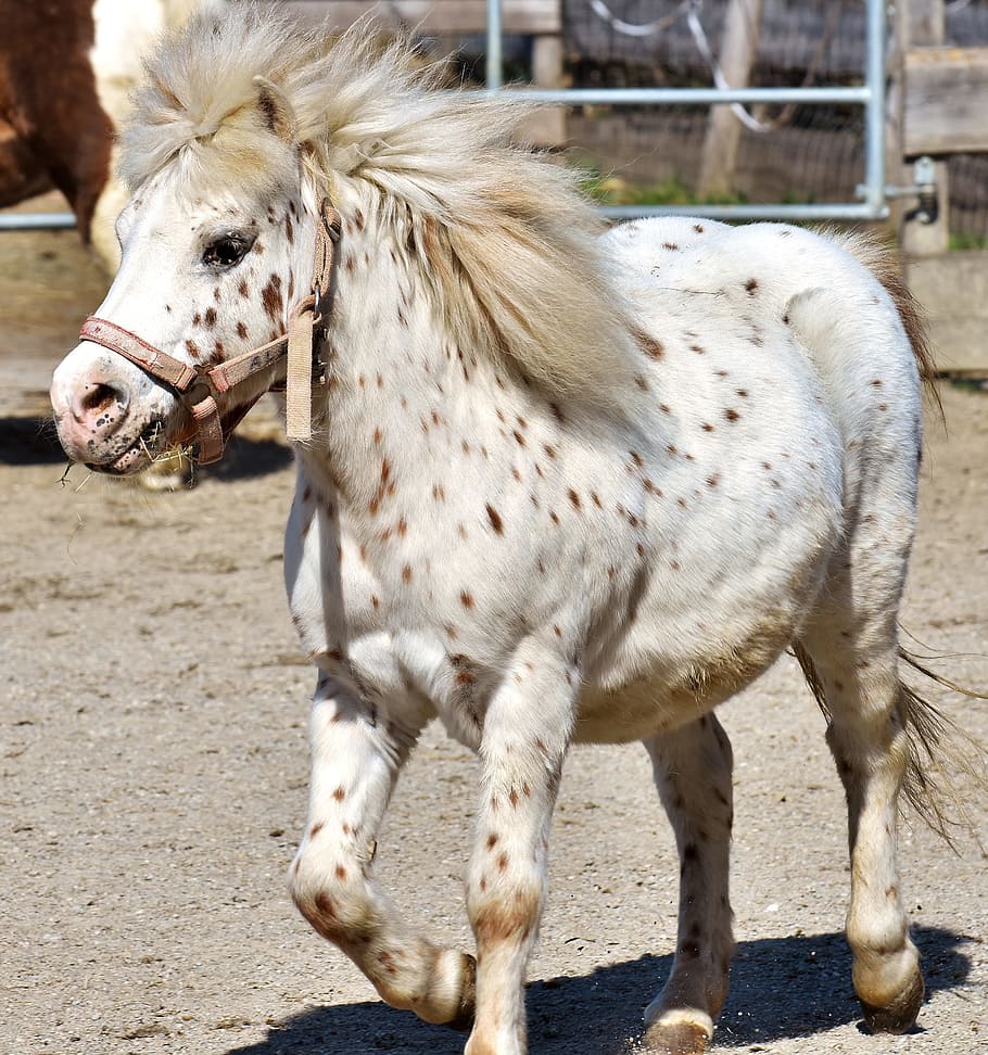 pony, horse, cute, animal, funny, nature, seahorses, play, mane, HD wallpaper