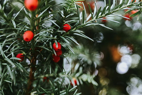 Close-ups of needle and fruit on trees, closeup, flora, nature HD wallpaper
