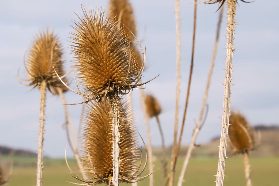 nature, spring, field, focus on foreground, plant, close-up HD wallpaper