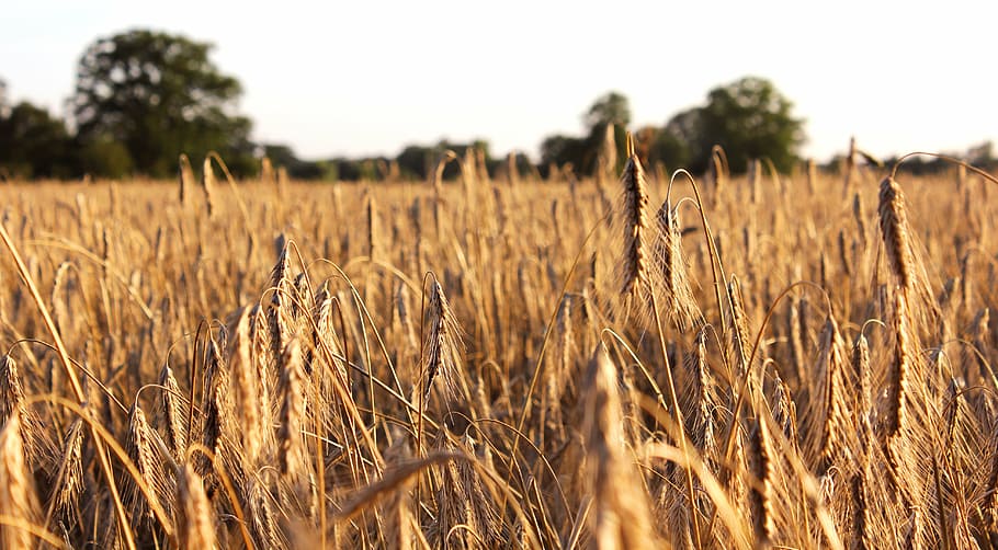 cornfield, sky, trees, cereals, summer, nature, clouds, arable HD wallpaper