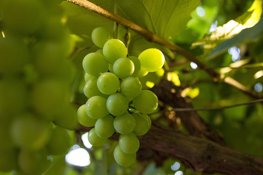 grape, nature, fruit, green, food and drink, healthy eating HD wallpaper