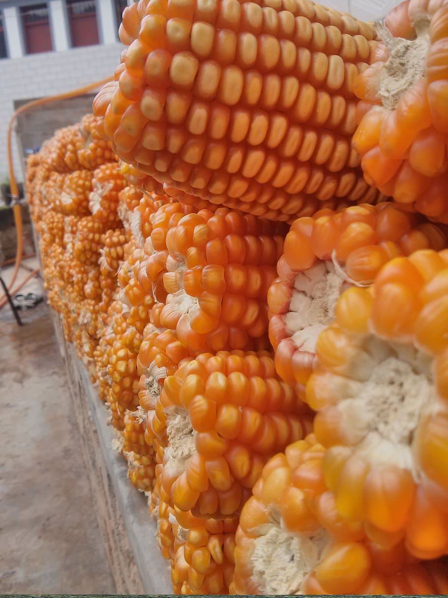 corn, harvest, farmhouse, food, food and drink, freshness, vegetable HD wallpaper