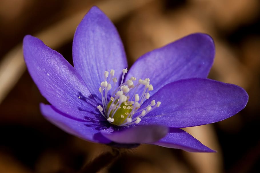flower, violet, spring, nature, flowering plant, freshness HD wallpaper