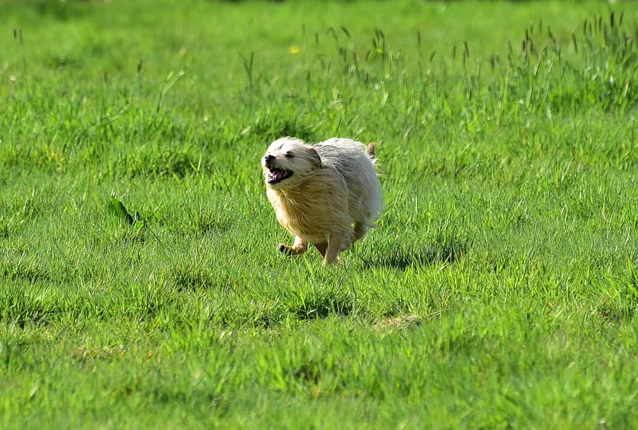 dog running across grass field during daytime, pasture, animal HD wallpaper