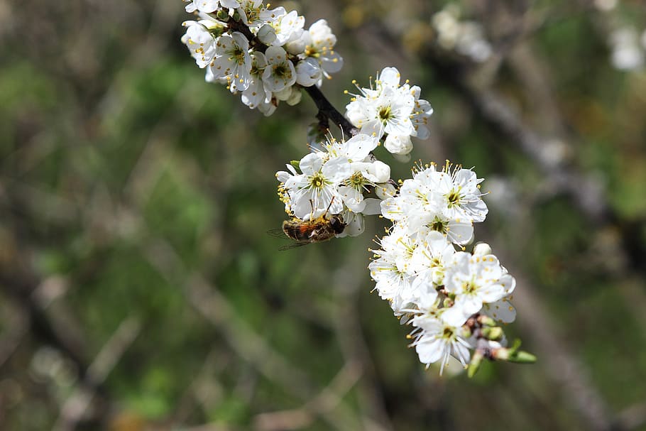 Blossom, Bloom, Bee, Insect, Flower, spring, pollination, insect bloom HD wallpaper