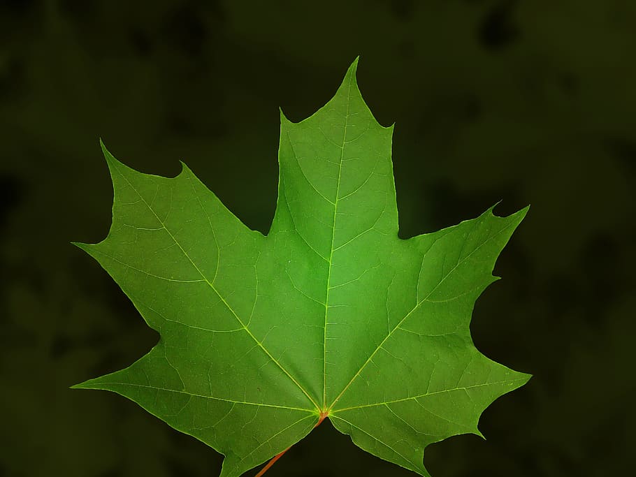 maple, leaf, maple leaf, green, tree, nature, plant part, close-up HD wallpaper
