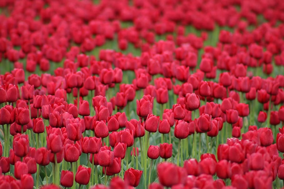 tulips, red, flowers, spring, nature, spring flower, close HD wallpaper