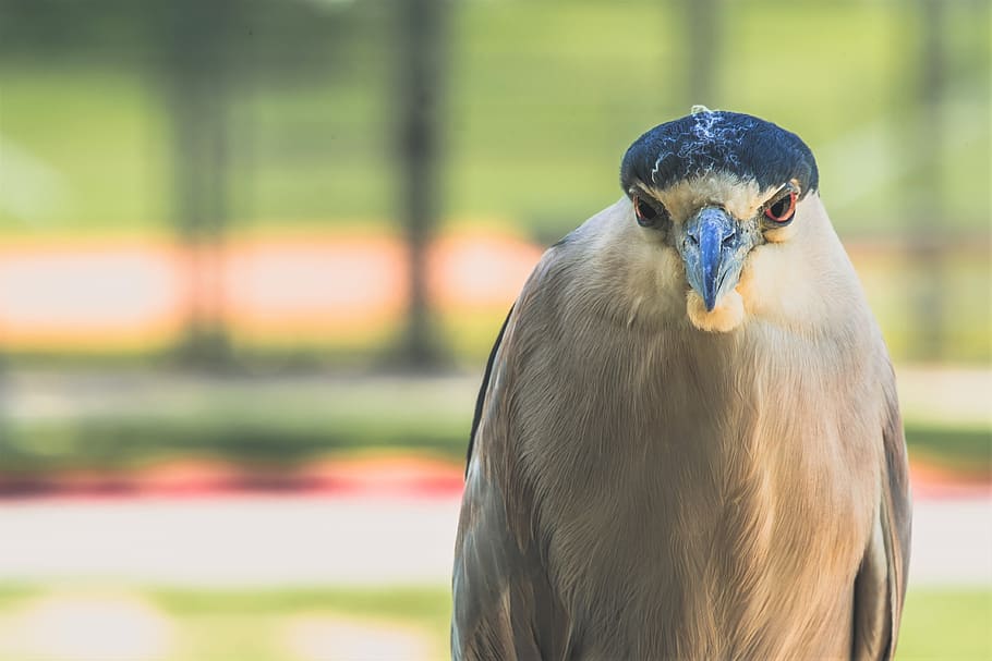 nature, bird, wildlife, vertebrate, one animal, animal wildlife HD wallpaper