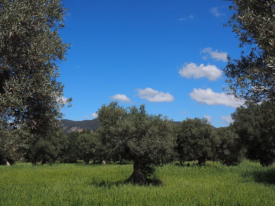 green leafed trees and green grass during daytime, Mallorca, Olive Tree
