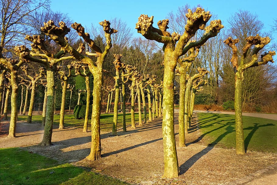 bare trees, pollarded willow, pollards, row, garden, design HD wallpaper