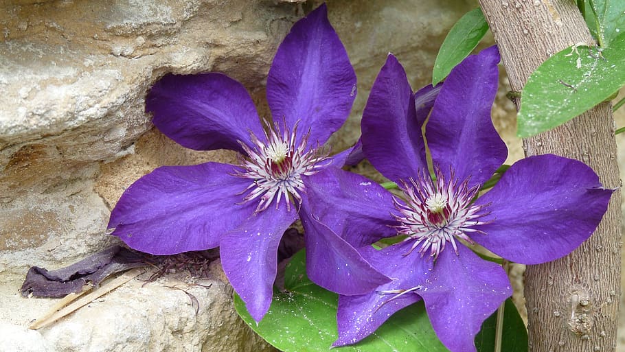 flower, purple, stone wall, flowering plant, beauty in nature HD wallpaper