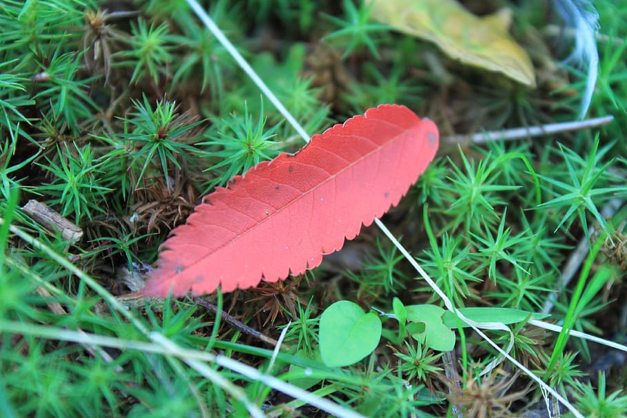 leaf, plant, close-up, plant part, green color, nature, growth HD wallpaper