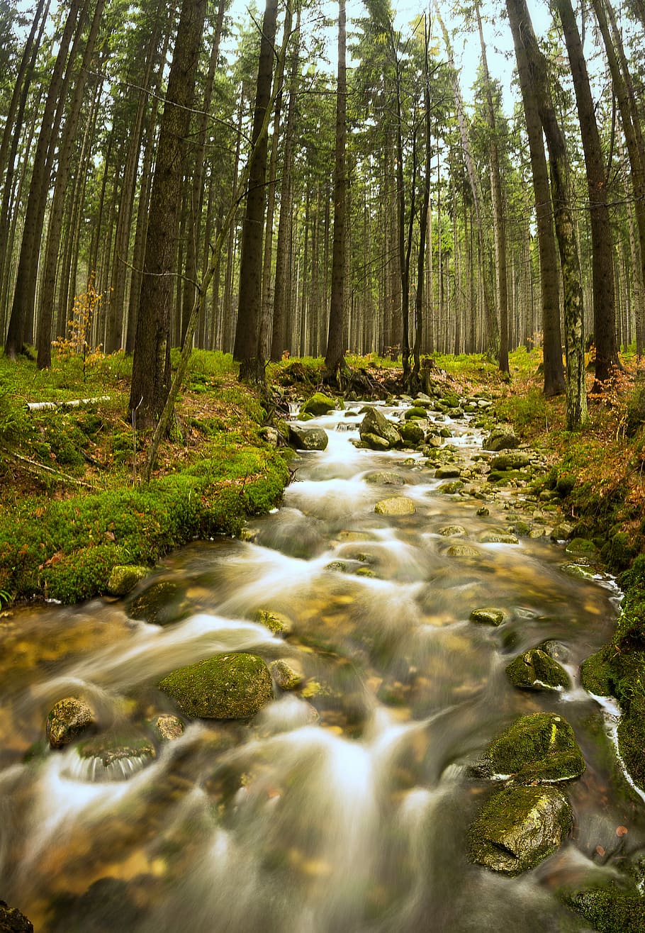 Exploring unexplored, river surrounded by green trees, woodland HD wallpaper