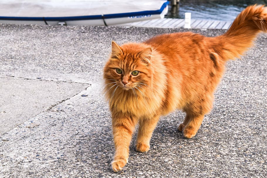 cat, orange, animal, cute, pet, fur, kitty, tabby, domestic HD wallpaper