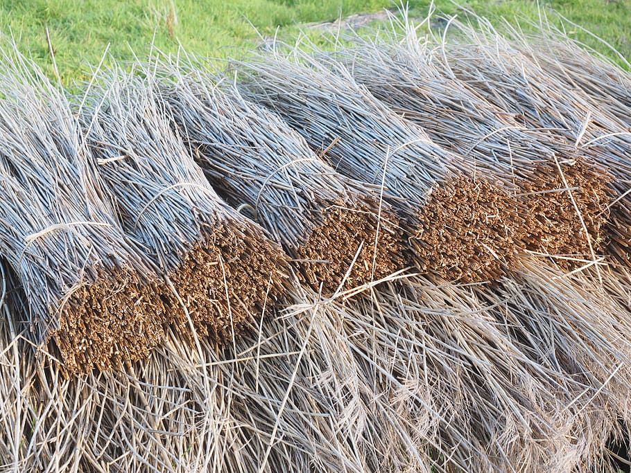 reed, reeth, reth, reith, riet, tube, dried, roofing, roof covering HD wallpaper