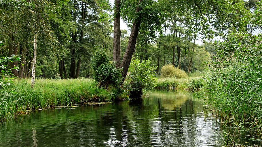 body of water surrounded by trees and grass, spreewald, channels HD wallpaper