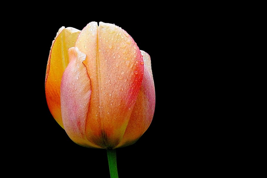 Hd Wallpaper Yellow And Pink Tulip Isolated On Black Background