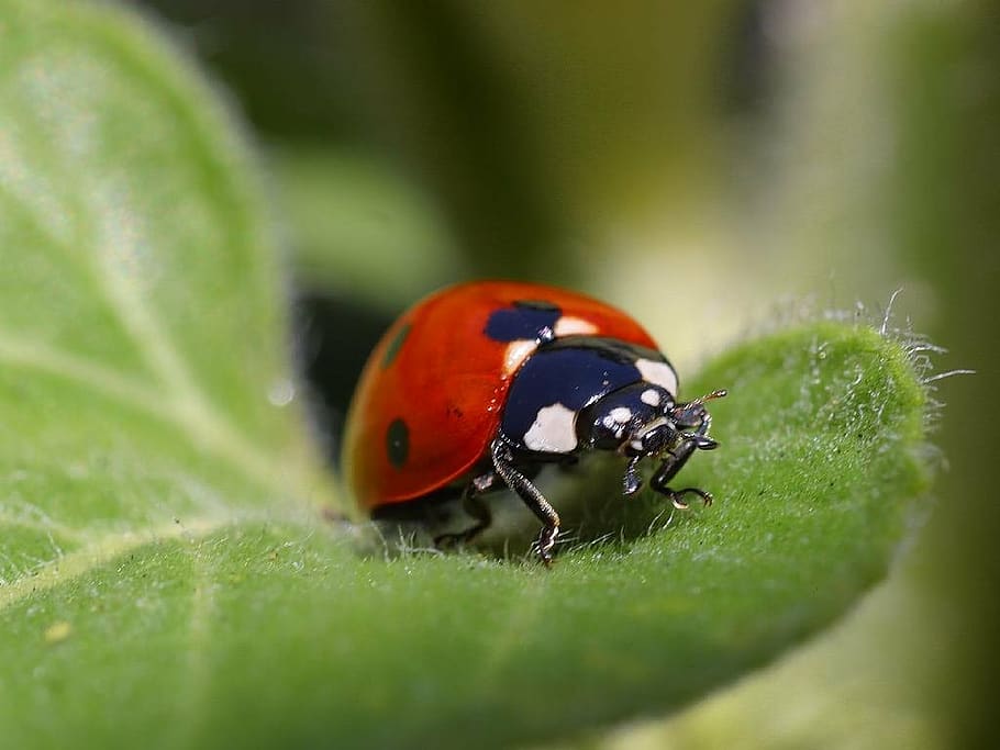ladybug, beetle, red, points, lucky charm, leaf, insect, nature HD wallpaper